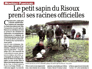 Article sur le petit sapin du Risoux(d)