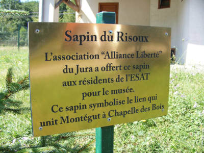 Plaque du sapin du Risoux(d)