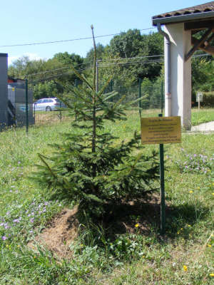 Le sapin du Risoux(d)